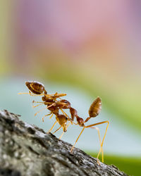 The ant colony - amazing macro photo series