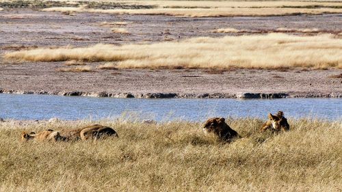 View of sheep on field