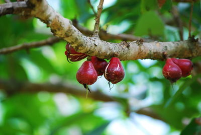 Cashew fruits growing on tree