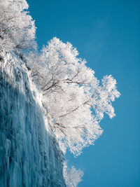 Low angle view of frozen tree against clear blue sky