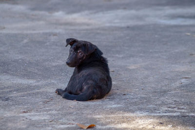 Black dog sitting outdoors