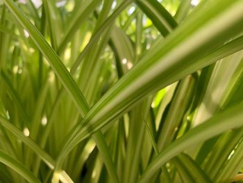 Close-up of palm tree