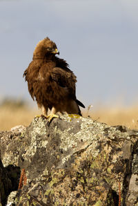 Low angle view of eagle perching on rock