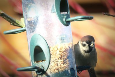 Close-up of lizard on metal