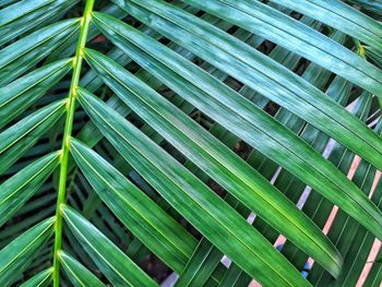 Full frame shot of palm leaves