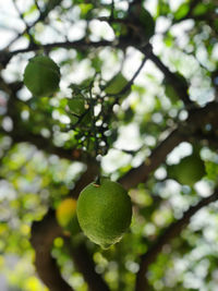 Low angle view of fruit on tree