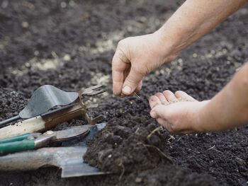 Elderly woman's hands throw dill seeds into the ground against the background of agricultural tools.