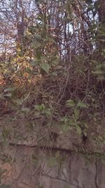 Close-up of flowering tree in forest