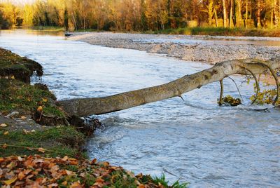 Scenic view of river in forest during autumn