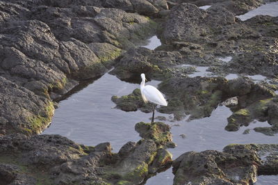 High angle view of bird perching on rock