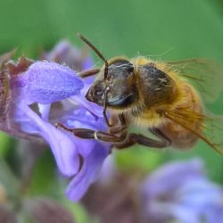 Close-up of bee pollinating on purple flower