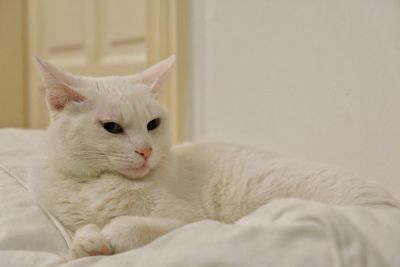 Close-up of a cat resting on bed