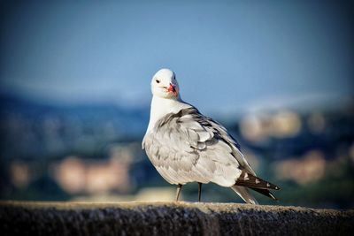 Close-up of seagull perching on retaining wall