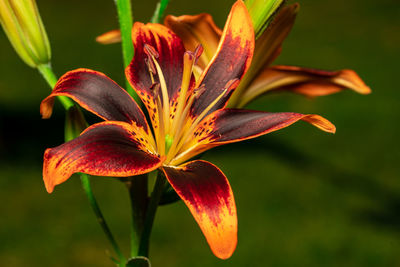 Close-up of day lily plant