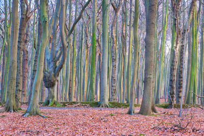Trees growing in forest during autumn