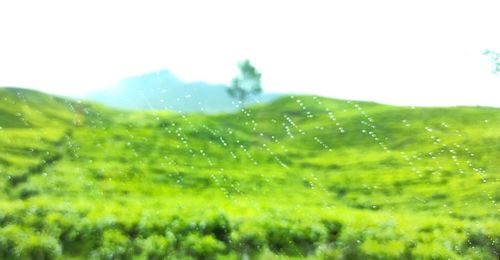 Close-up of wet plant