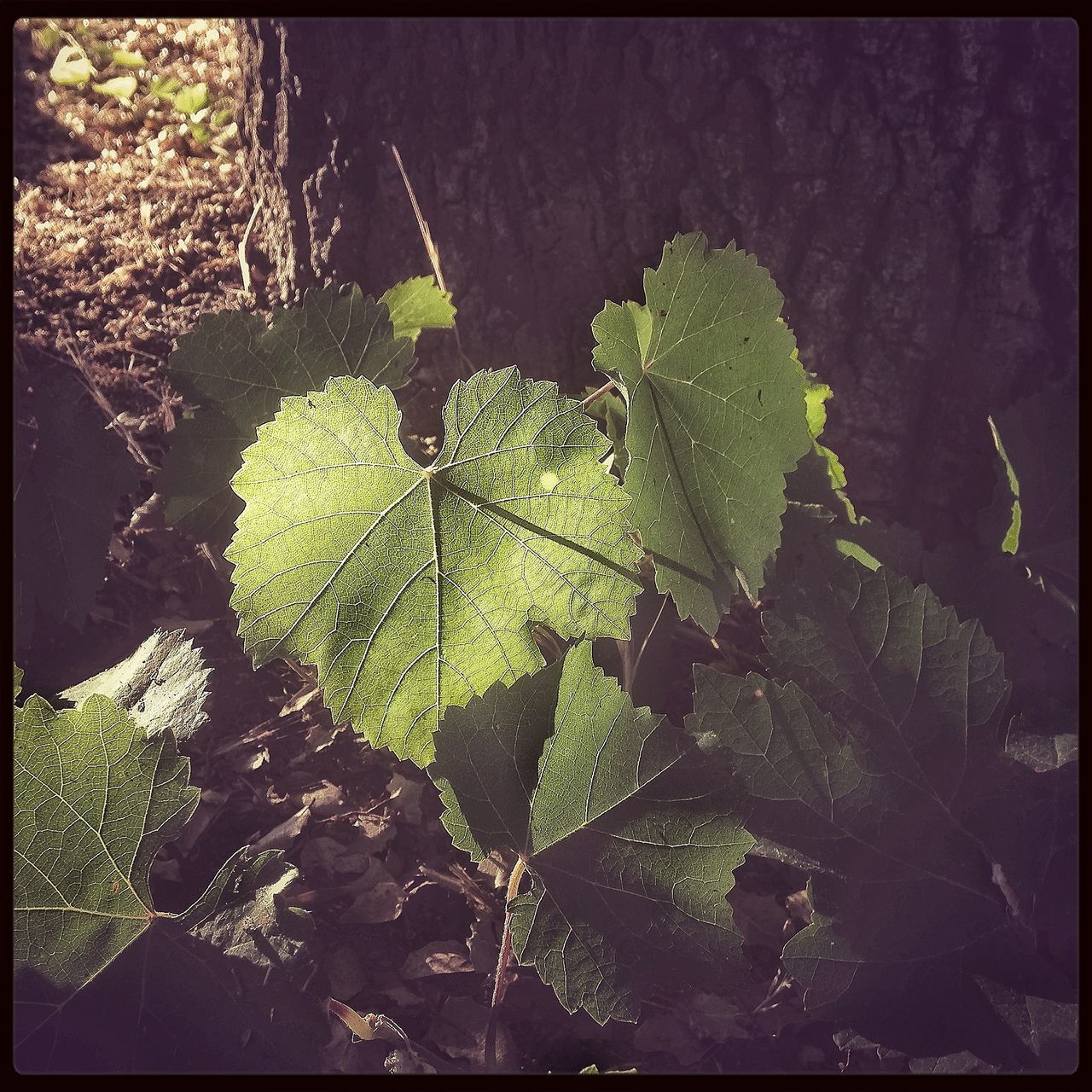 transfer print, growth, auto post production filter, leaf, plant, green color, nature, growing, close-up, beauty in nature, branch, tree, outdoors, sunlight, day, high angle view, freshness, no people, tranquility, green