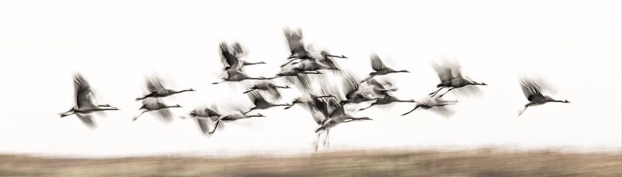 Low angle view of birds flying against clear sky