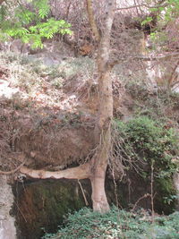 View of trees in the water