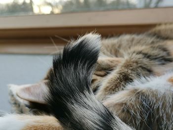 Close-up of cat sleeping