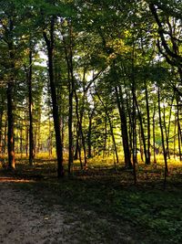 Trees in forest