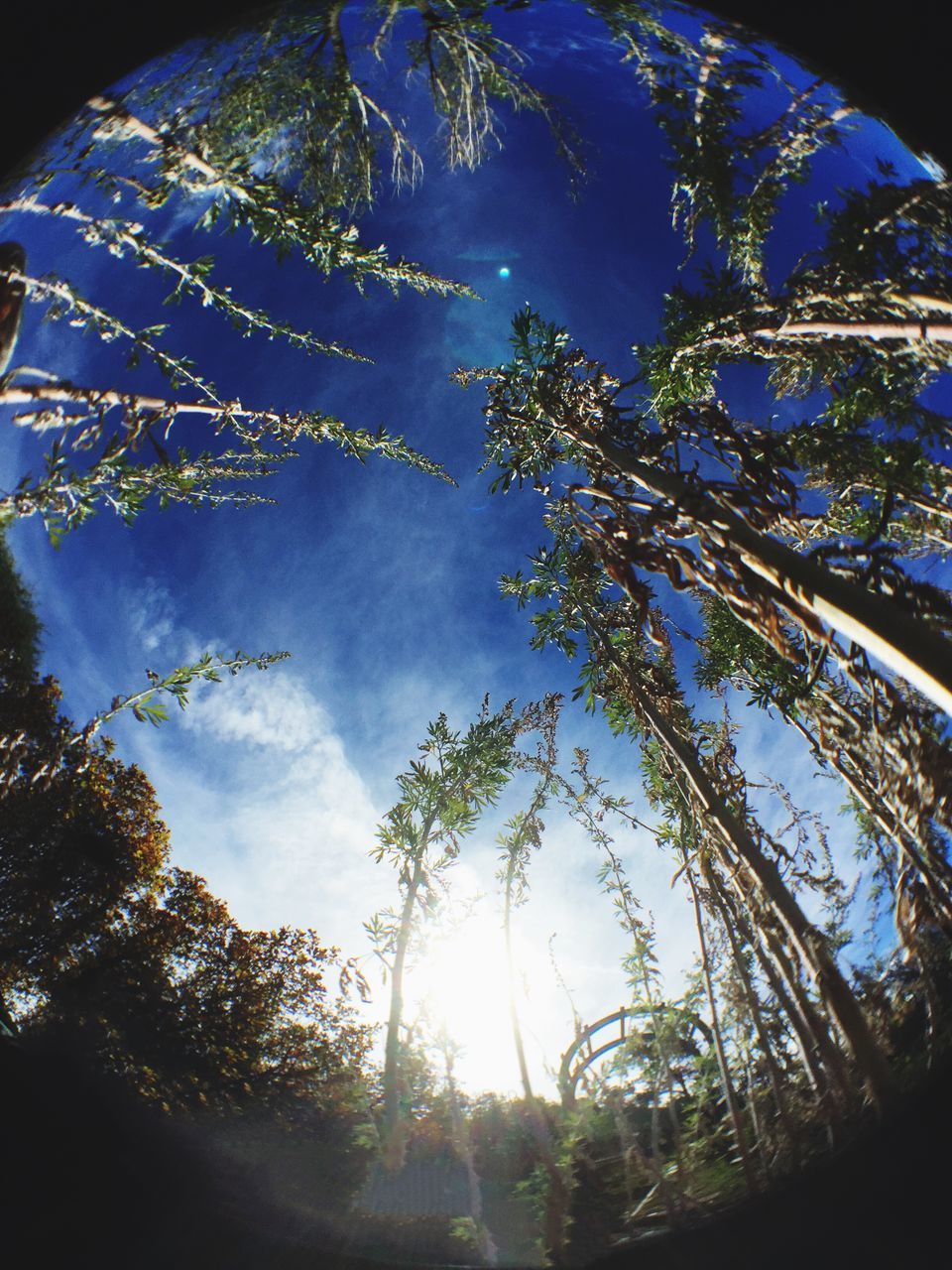 low angle view, tree, sky, blue, nature, beauty in nature, branch, tranquility, growth, cloud - sky, sunlight, no people, outdoors, day, silhouette, scenics, cloud, tranquil scene, idyllic