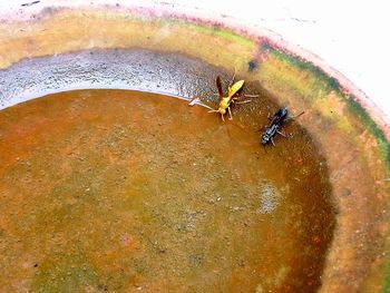 High angle view of insect in water