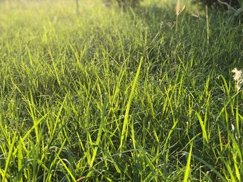 Full frame shot of grassy field