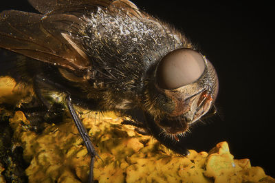 Close-up of bee over black background