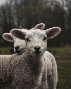 Close-up portrait of sheep