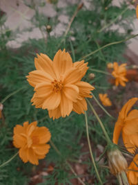 High angle view of orange cosmos flower