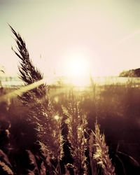 Close-up of stalks in field against sky at sunset