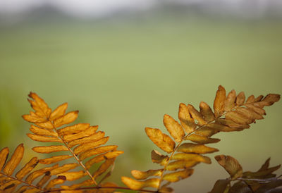 Close-up of leaves against blurred background