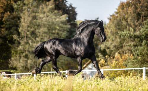 Side view of a horse on field