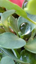 Close-up of succulent plant