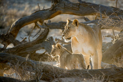 View of two lions