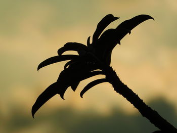 Close-up of silhouette plant during sunset