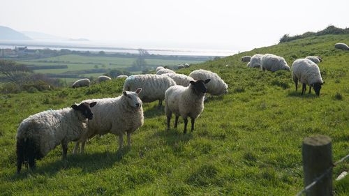 Sheep in a field