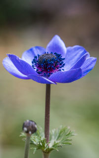 Close-up of blue flowering plant