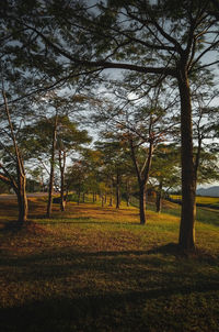 Trees on field against sky