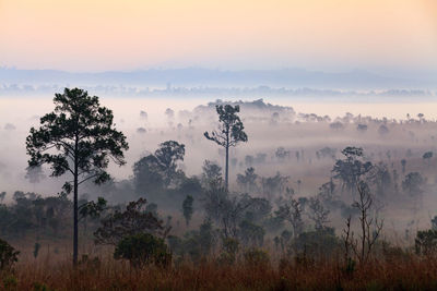 Trees on landscape against sky during sunset