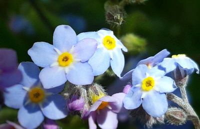 Close-up of flowers blooming outdoors