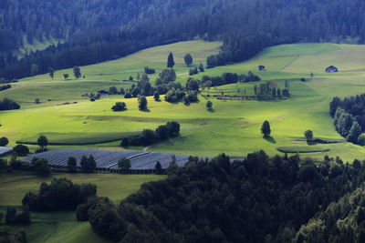 High angle view of trees