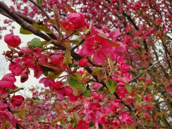 Close-up of pink cherry blossoms in spring