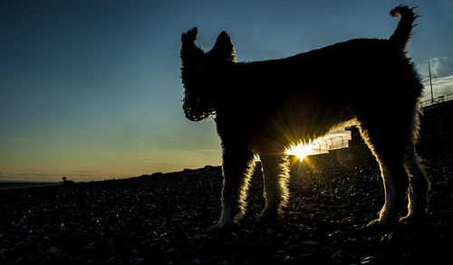 Silhouette dog standing on field against sky during sunset