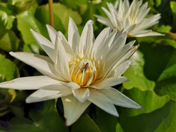 Close-up of insect pollinating flower