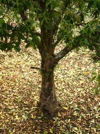 Close-up of tree in autumn