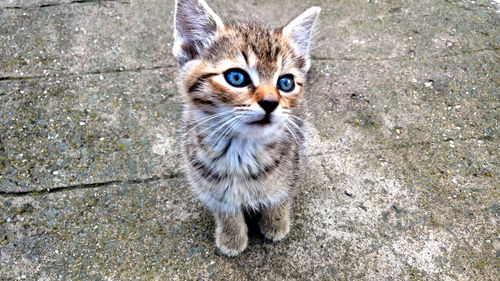 High angle portrait of cat standing outdoors