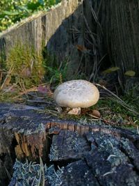 Close-up of mushroom growing on tree trunk