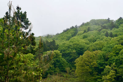 Trees in forest